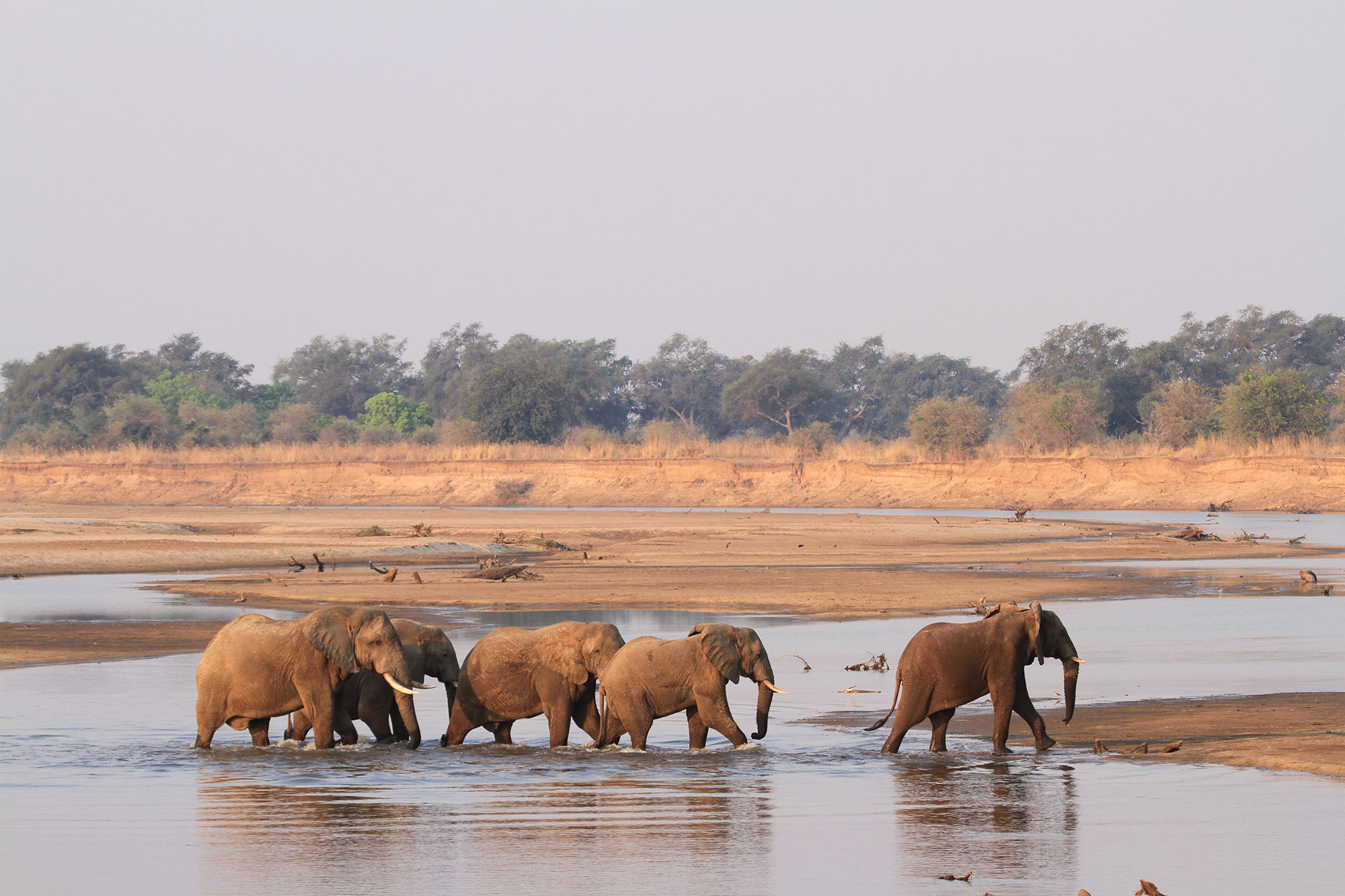 Elephat-crossing-Luangwa