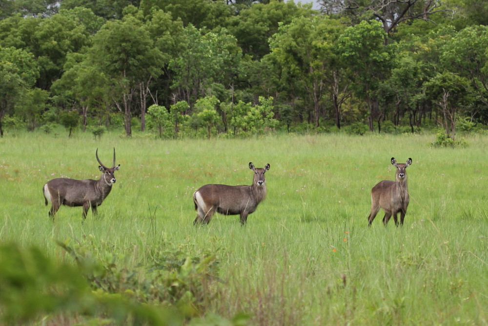 dafasa_waterbuck_1000